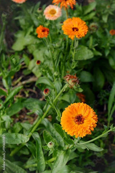 Fototapeta Calendula in the garden