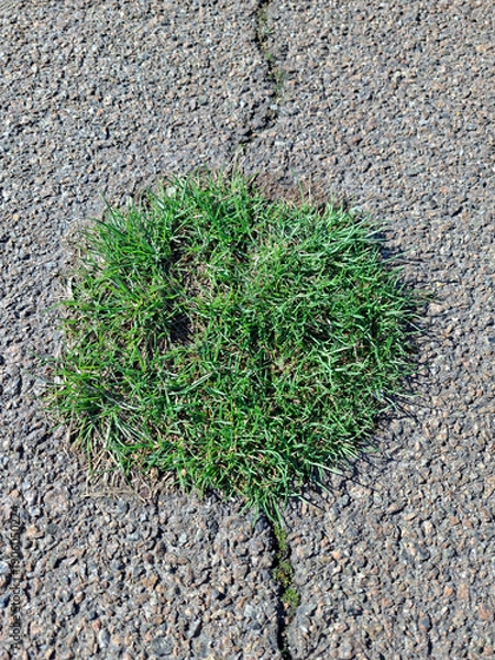 Obraz Early grass breaks through the asphalt