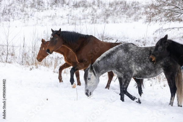 Fototapeta Pferdeherde im Schnee