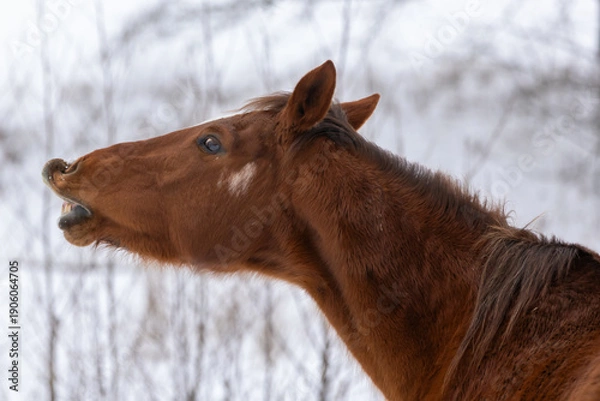 Fototapeta Pferd flehmt
