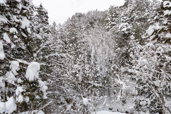 Obraz 豪雪地帯の木々