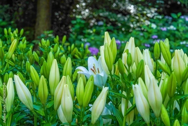 Obraz たくさんのユリの蕾の中に咲く一輪の白い花 自然のコントラストと初夏の庭園