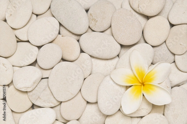 Obraz Frangipani and white pebbles