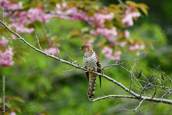 Fototapeta 桜の頃の赤いツツドリ