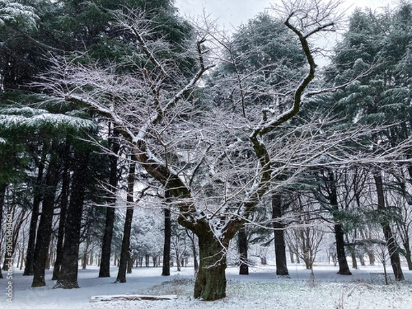 Fototapeta 雪の樹木