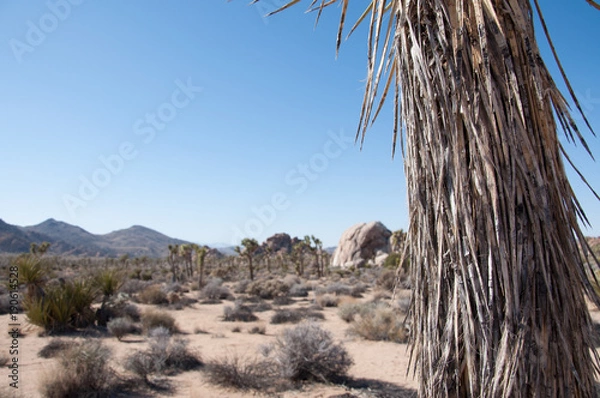 Obraz Detailed Yoshua tree with low depth of field in the dessert national park, California
