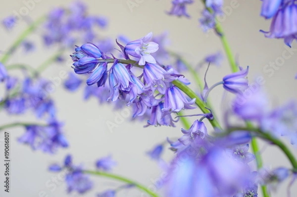 Obraz 水色のシラーカンパニュラータ（背景ぼかし）