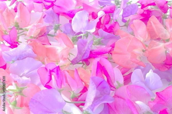 Obraz スイートピー