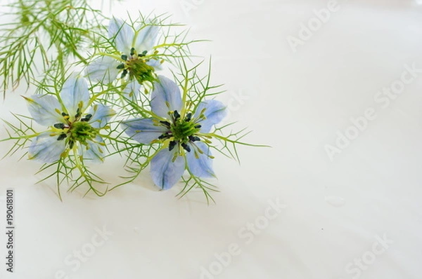 Obraz 水色のニゲラ