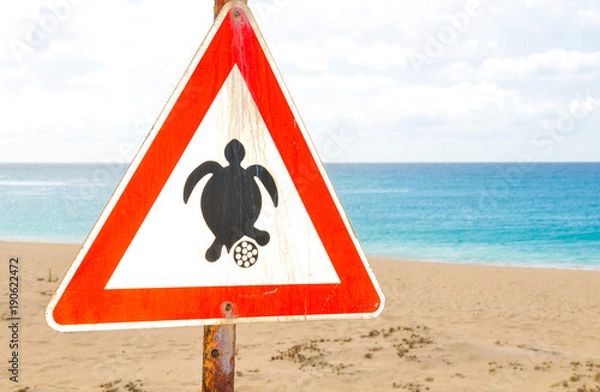 Fototapeta Turtle nesting season
