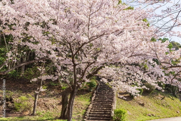 Obraz 桜満開・神戸市須磨浦公園の春