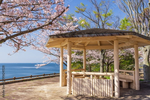 Obraz 桜満開・神戸市須磨浦公園の春