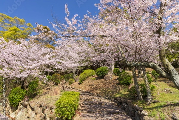 Obraz 桜満開・神戸市須磨浦公園の春