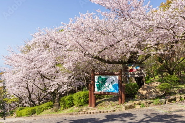 Obraz 桜満開・神戸市須磨浦公園の春