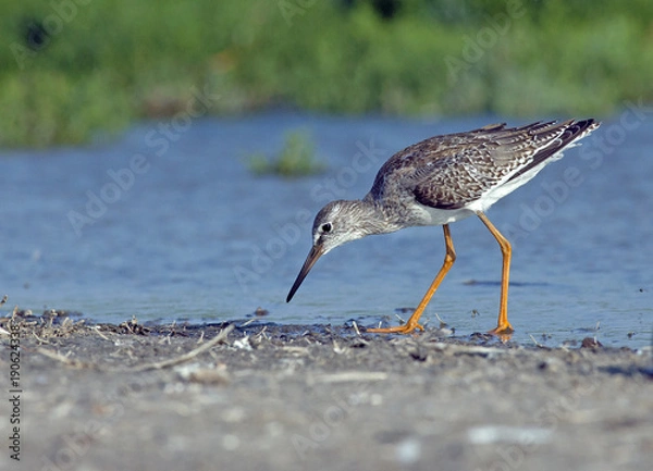 Fototapeta Common redshank