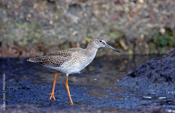 Fototapeta Common redshank