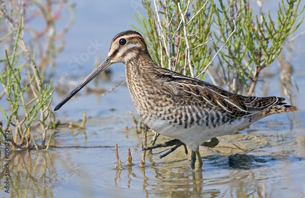 Fototapeta common snipe