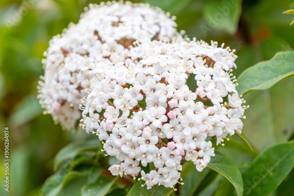 Obraz 初夏の庭に咲くサンゴジュの白い小花のクローズアップ