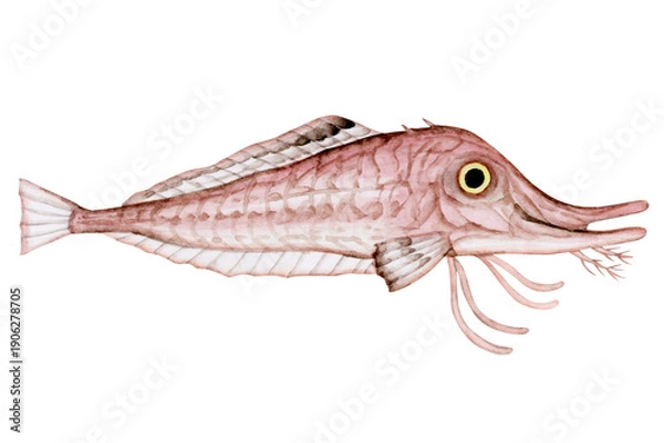 Obraz キホウボウ　深海魚 深海生物　水彩 イラスト