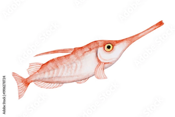 Obraz サギフエ　深海魚 深海生物　水彩 イラスト