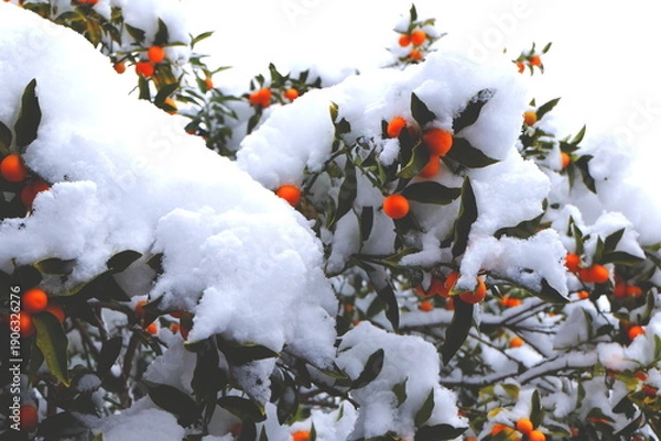 Fototapeta キンカン　降雪