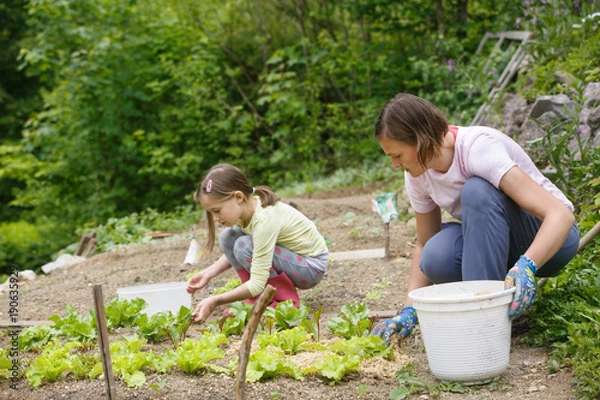 Fototapeta Mother and daughter working in the vegetable garden
