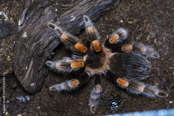 Fototapeta tarantula