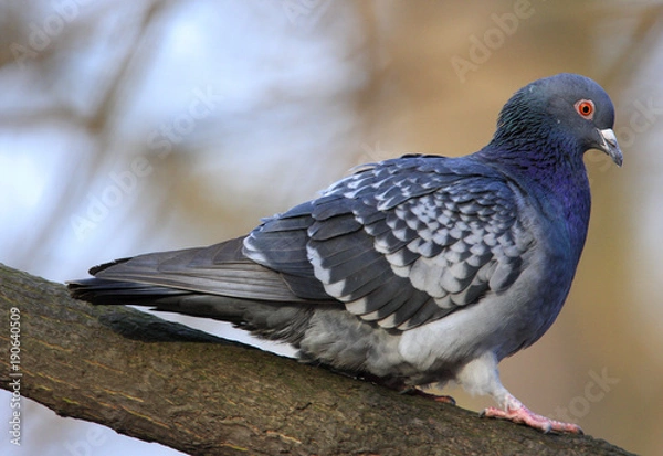 Fototapeta Single Rock Pigeon or Rock Dove bird on a tree branch during a spring nesting period