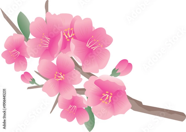 Obraz 春の桜の花びら