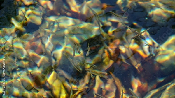 Obraz 澄んだ水の中を泳ぐ稚魚