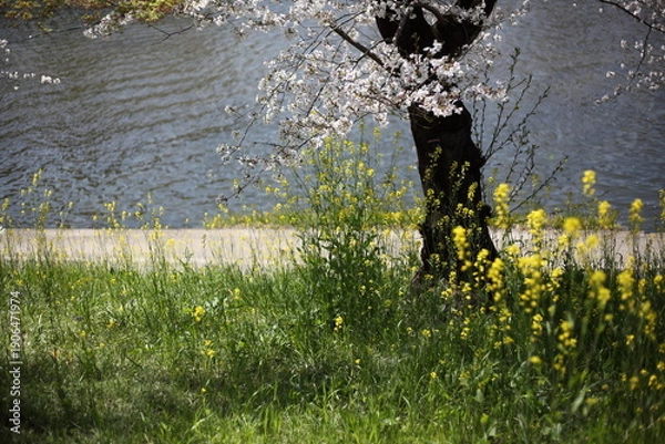 Obraz 河畔のセイヨウカラシナと桜