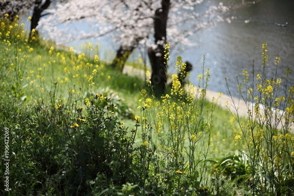 Obraz 河畔のセイヨウカラシナと桜
