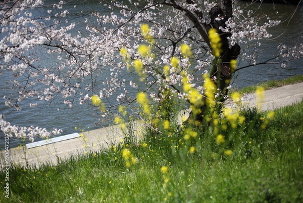 Obraz 河畔のセイヨウカラシナと桜