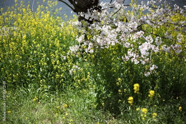Obraz 河畔のセイヨウカラシナと桜