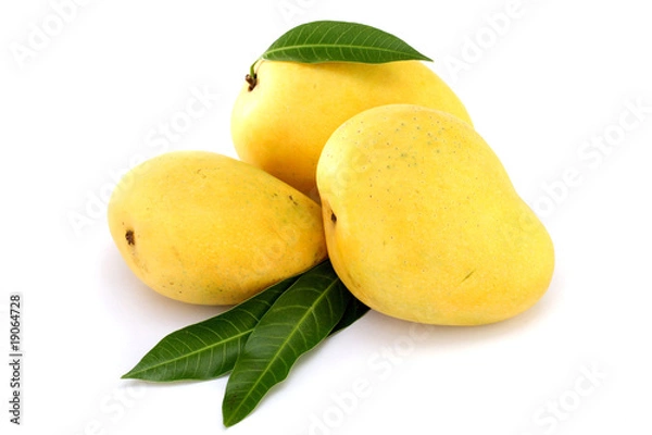 Obraz Ripe mangoes on white