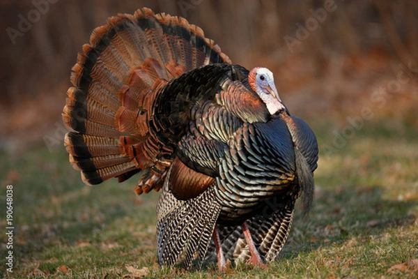 Obraz Wild Turkey