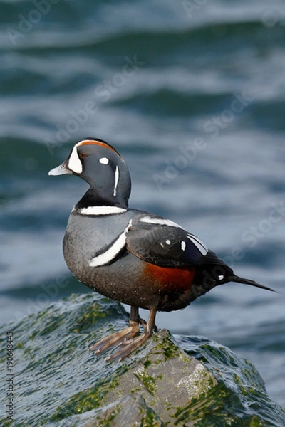 Obraz Harlequin Duck
