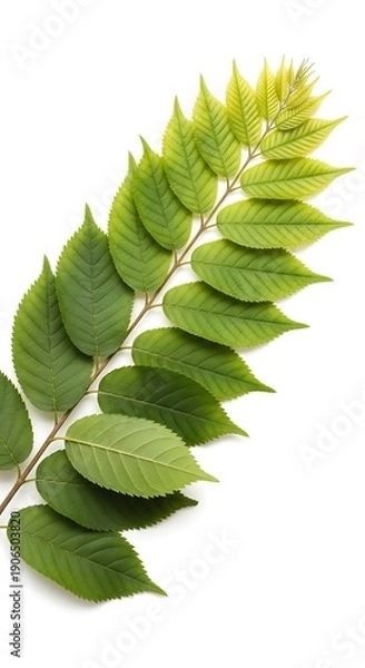 Obraz Emerald Ascent