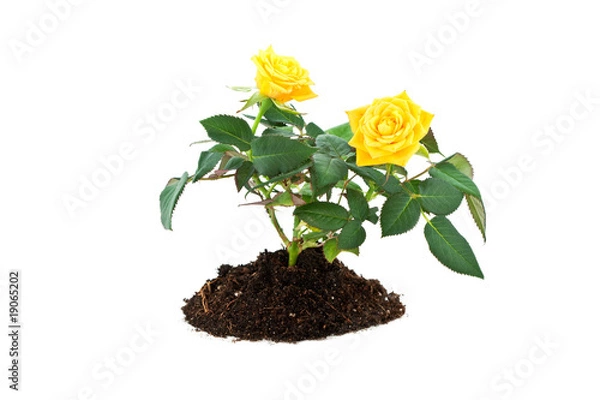 Obraz Yellow rose isolated on white