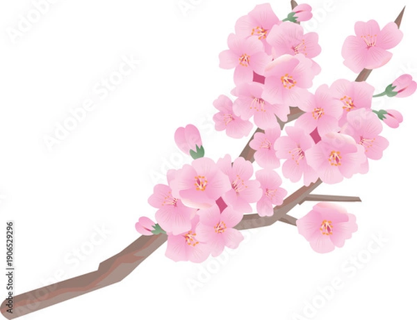 Obraz 春の桜の花びら