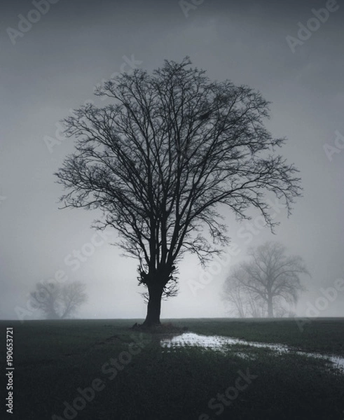 Obraz Three Misty Trees
