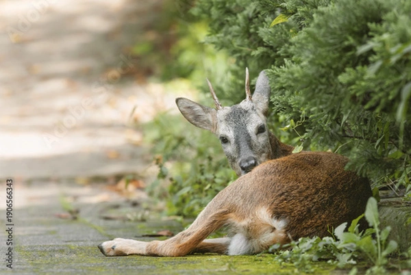 Fototapeta 쉬고 있는 수컷 노루