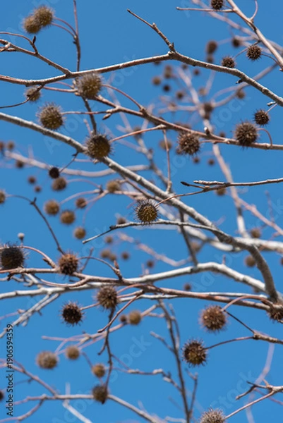 Obraz トゲトゲした実の残るモミジバフウの木