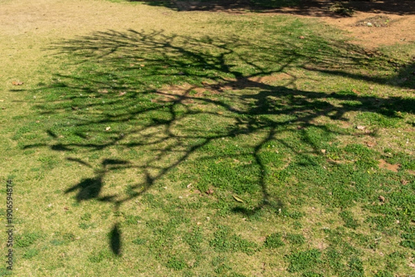 Obraz 公園の緑の地面に葉の抜け落ちた木の影が映る