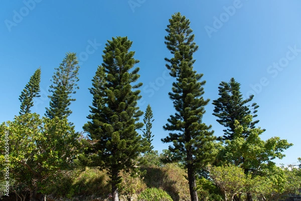 Obraz 快晴の空といくつも聳える南洋杉