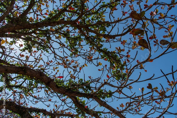 Obraz 快晴の空と緑と紅葉が混ざった木
