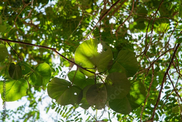 Obraz 太陽の光が透ける大きなオオハマボウの葉