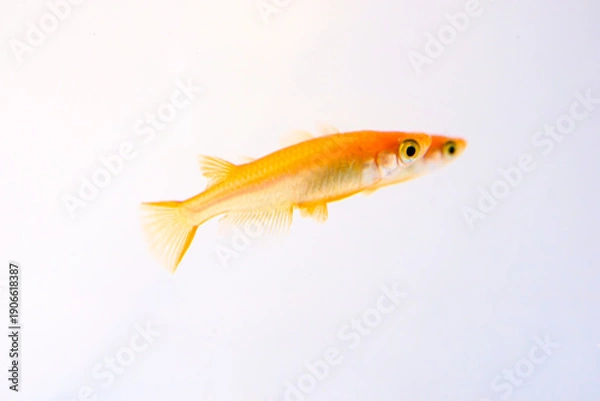 Obraz 水槽の中のメダカのアップ