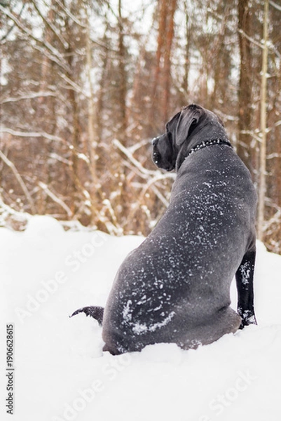 Obraz Cane Corso Walking in Heavy Snowstorm