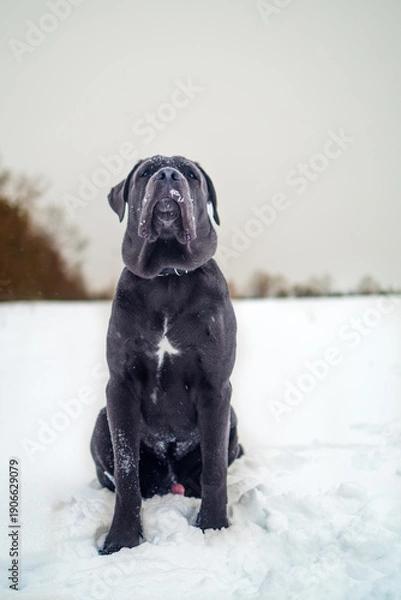 Obraz Cane Corso Walking in Heavy Snowstorm